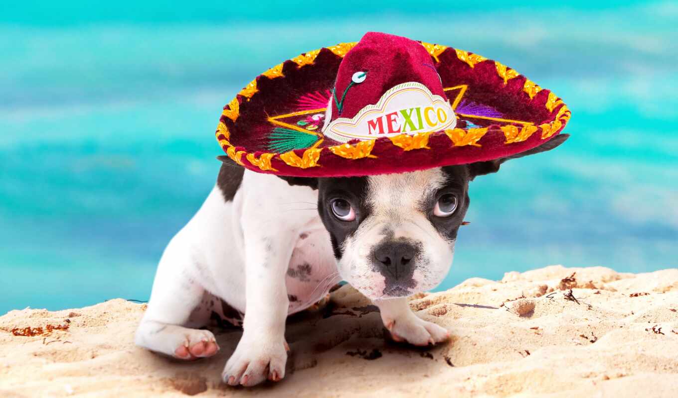 game, пляж, собака, щенок, small, mouse, french, pad, bulldog, мексиканский, sombrero