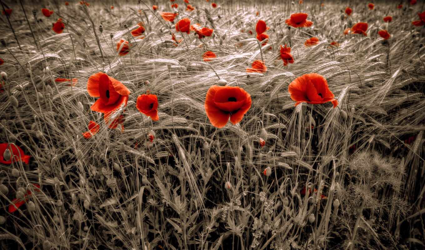 wallpaper, nature, flowers, Red, field, poppies