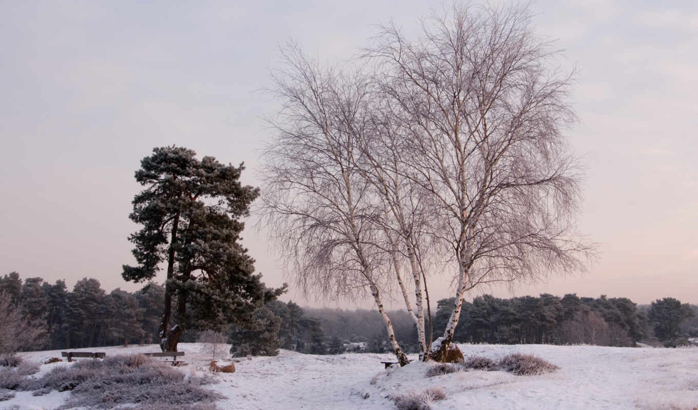 trees, picture, picture, snow, landscape, winter