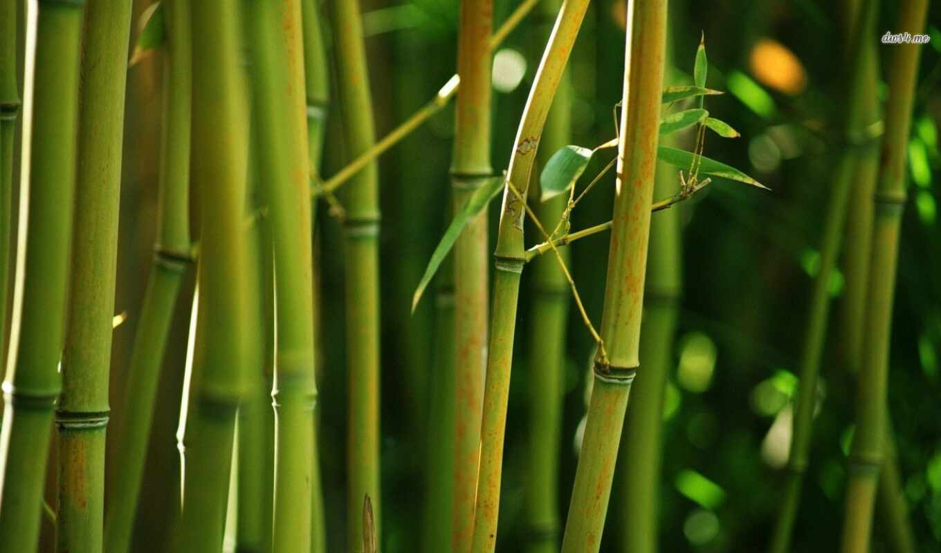 природа, широкоформатные, зелёный, source, бамбук, бамбуковые