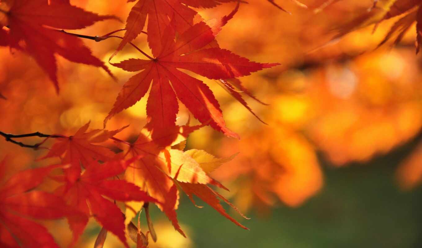 desktop, leaves, photos, autumn, maple, momiji, irohamomiji