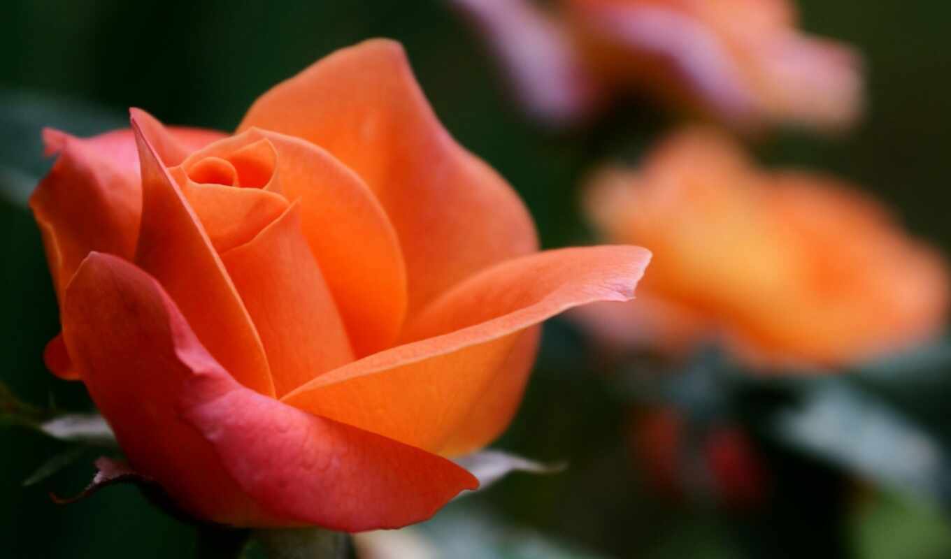 роза, макро, розы, тюльпан, cvety, оранжевые, оранжевая, лайков