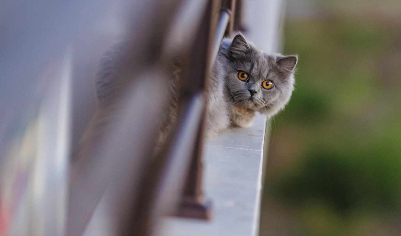 nature, picture, cat, cats, cats, pinterest, fence, kartiniki
