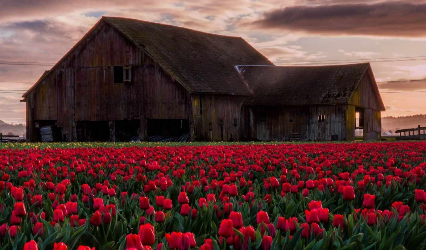 nature, more, best, field, landscape, tulip, barn