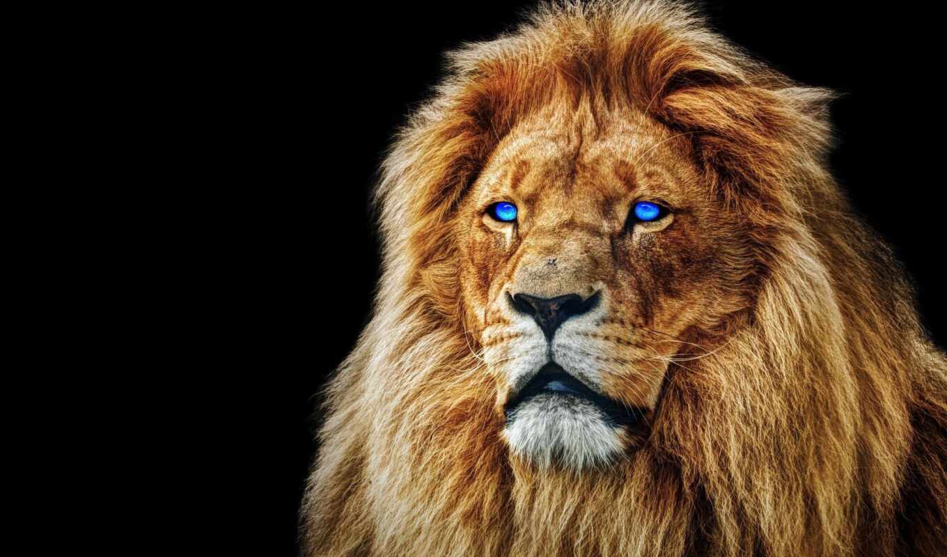 blue, фон, глаз, lion, left, морда, animal, чёрн, detailed, stokovyi