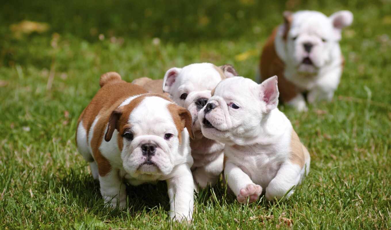 dog, puppy, breed, bulldog