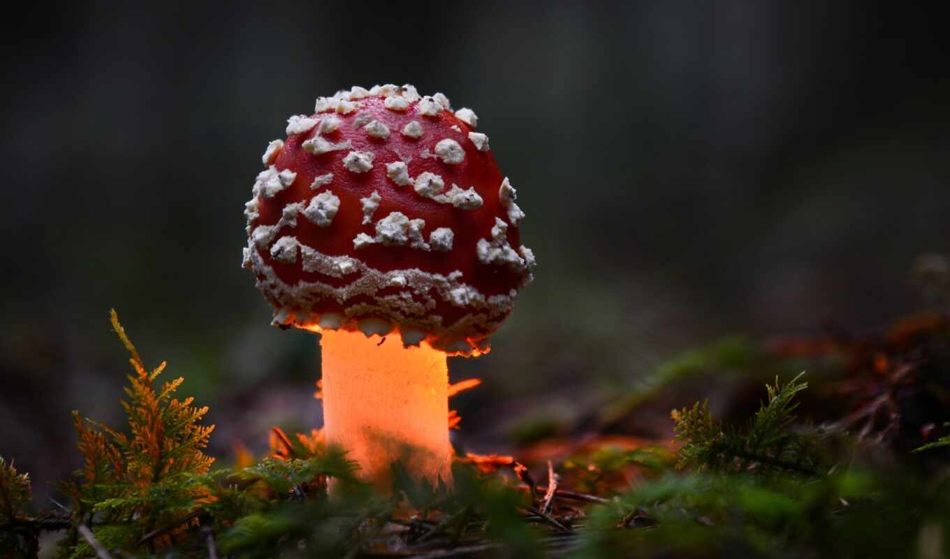 nature, light, forest, add, autumn, complain, mushroom, fly agaric, fore, makryi