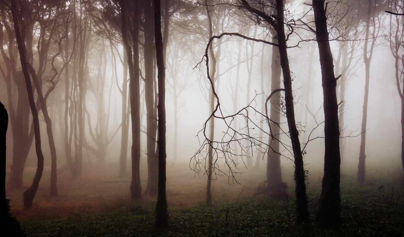 природа, дерево, силуэт, mist, fore