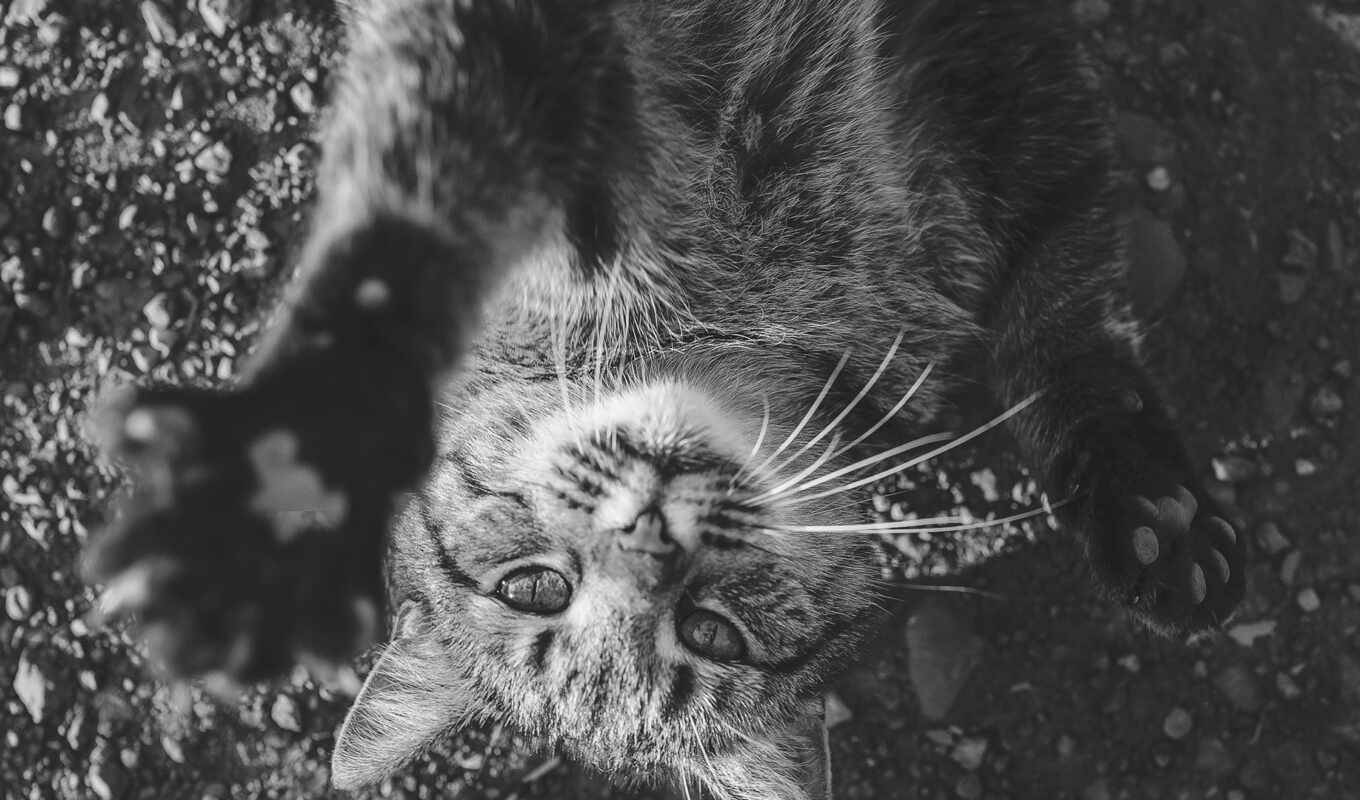 кот, looking, укладка, молотый