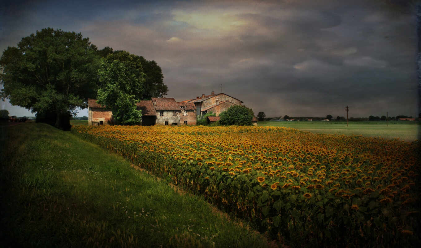 background, screen, with, sunflowers, nature, bellos, rincónes