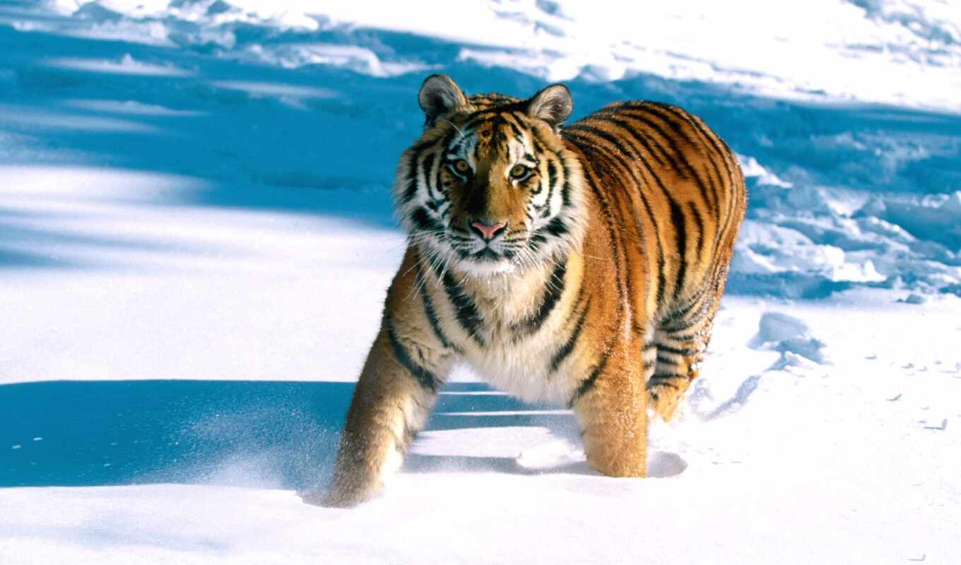совершенно, снег, тигр, тигры, снегу, running