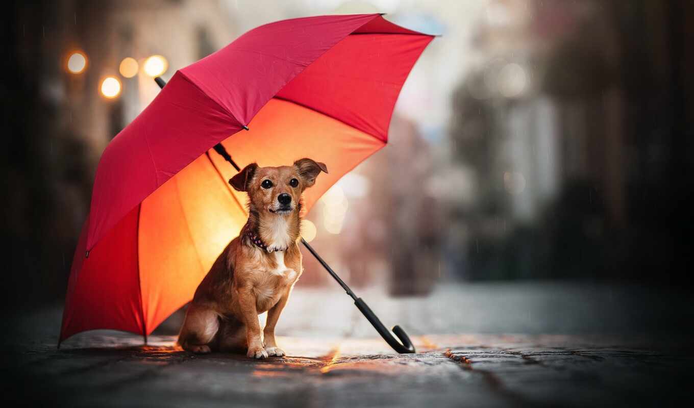 собака, зонтик