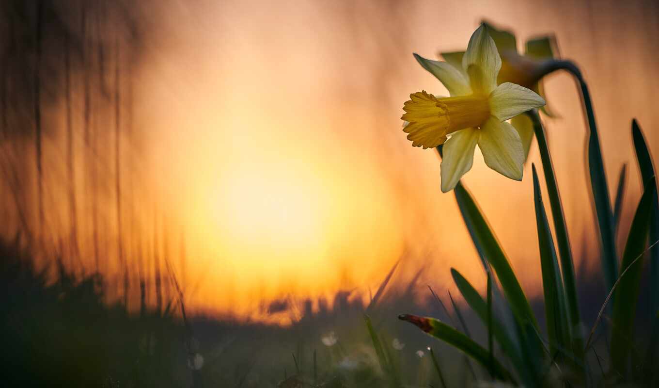 природа, цветы, white, свет, тематика, весна, поляна, yellow, leaf, daffodil, příroda