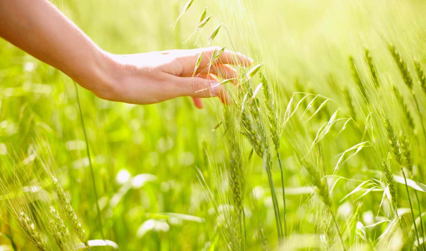фото, трава, поле, руб, india, мама, пшеница, arm, шепот, pressfoto, saumitra