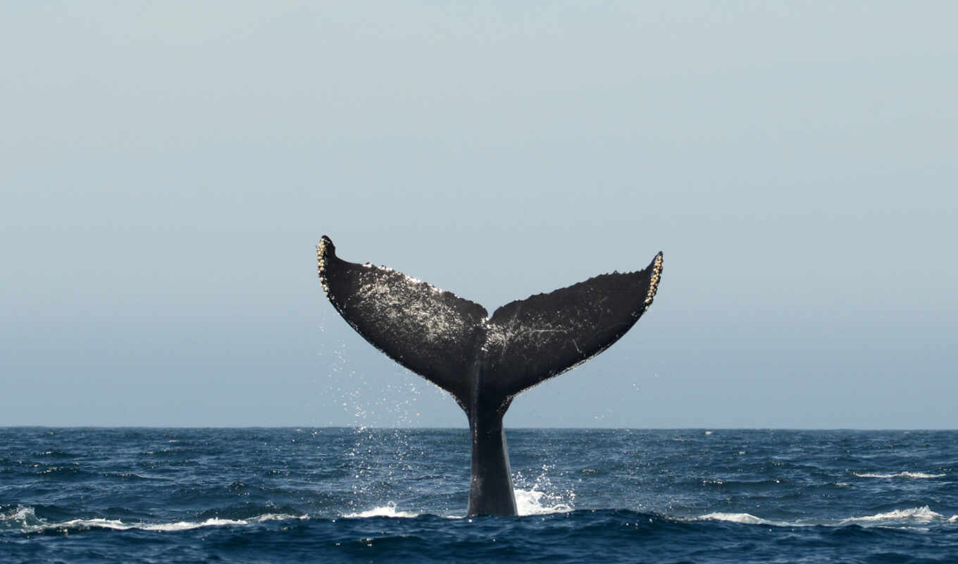 кит, ток, humpback