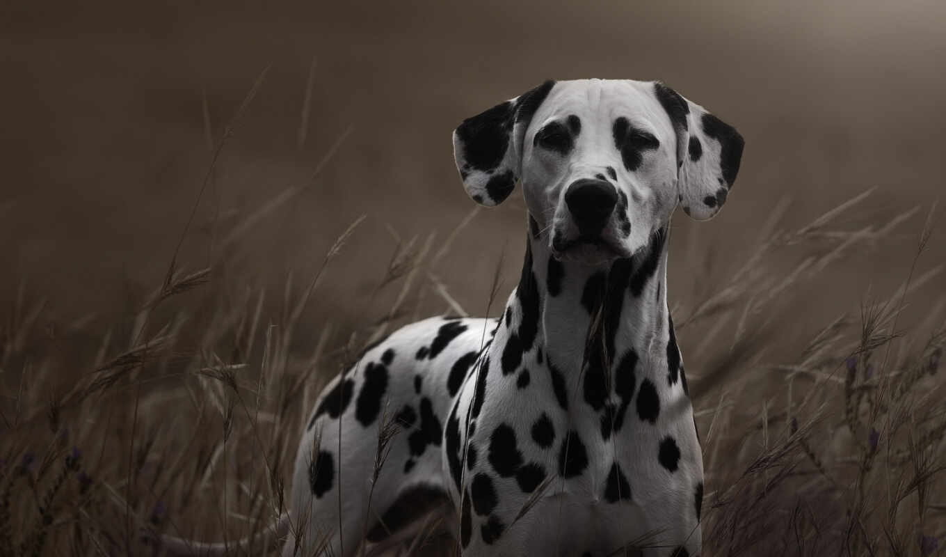 canon, dog, top, device, dalmatian, awesome