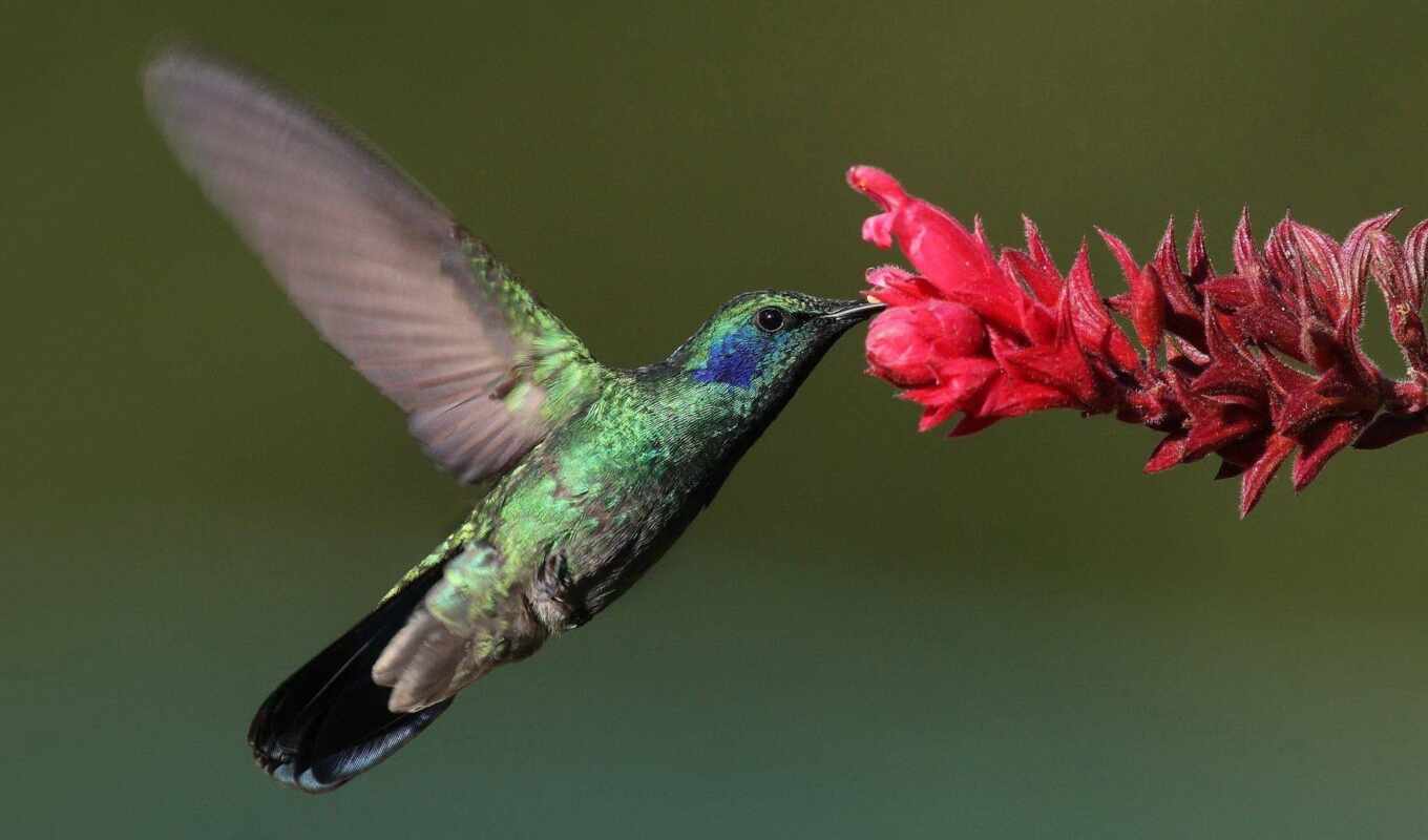 bird, hummingbirds