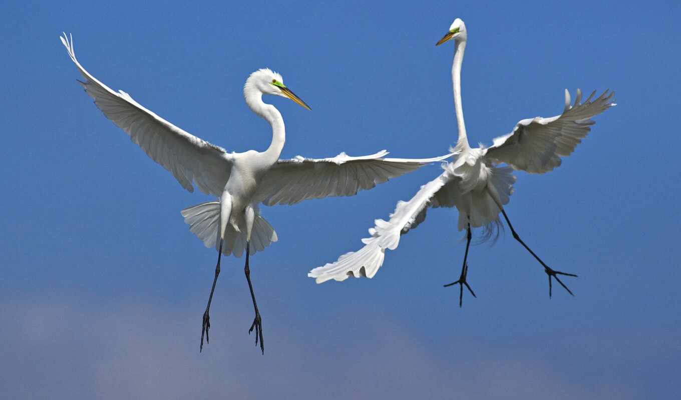 venice, great, bird, florida, egret