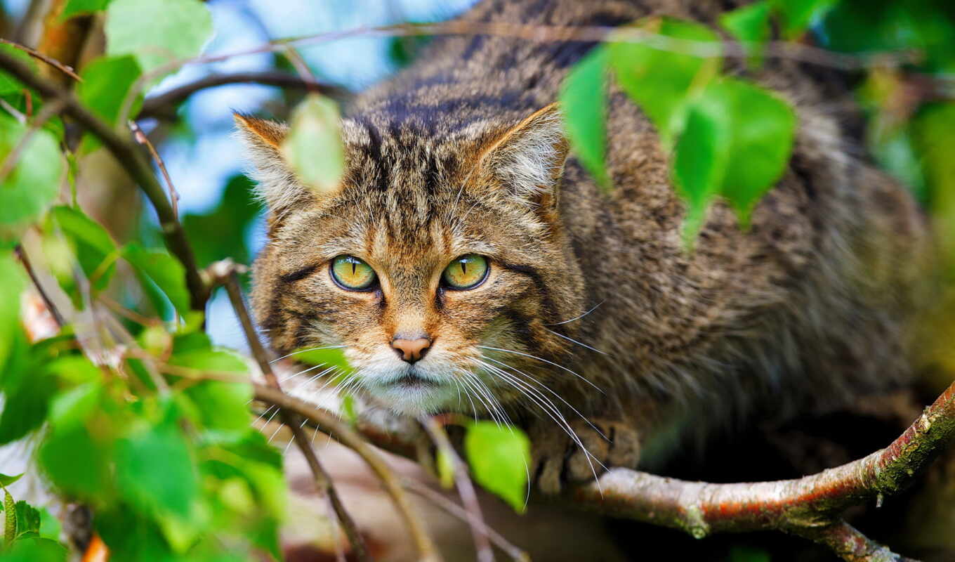 cat, wild, scottish, wild