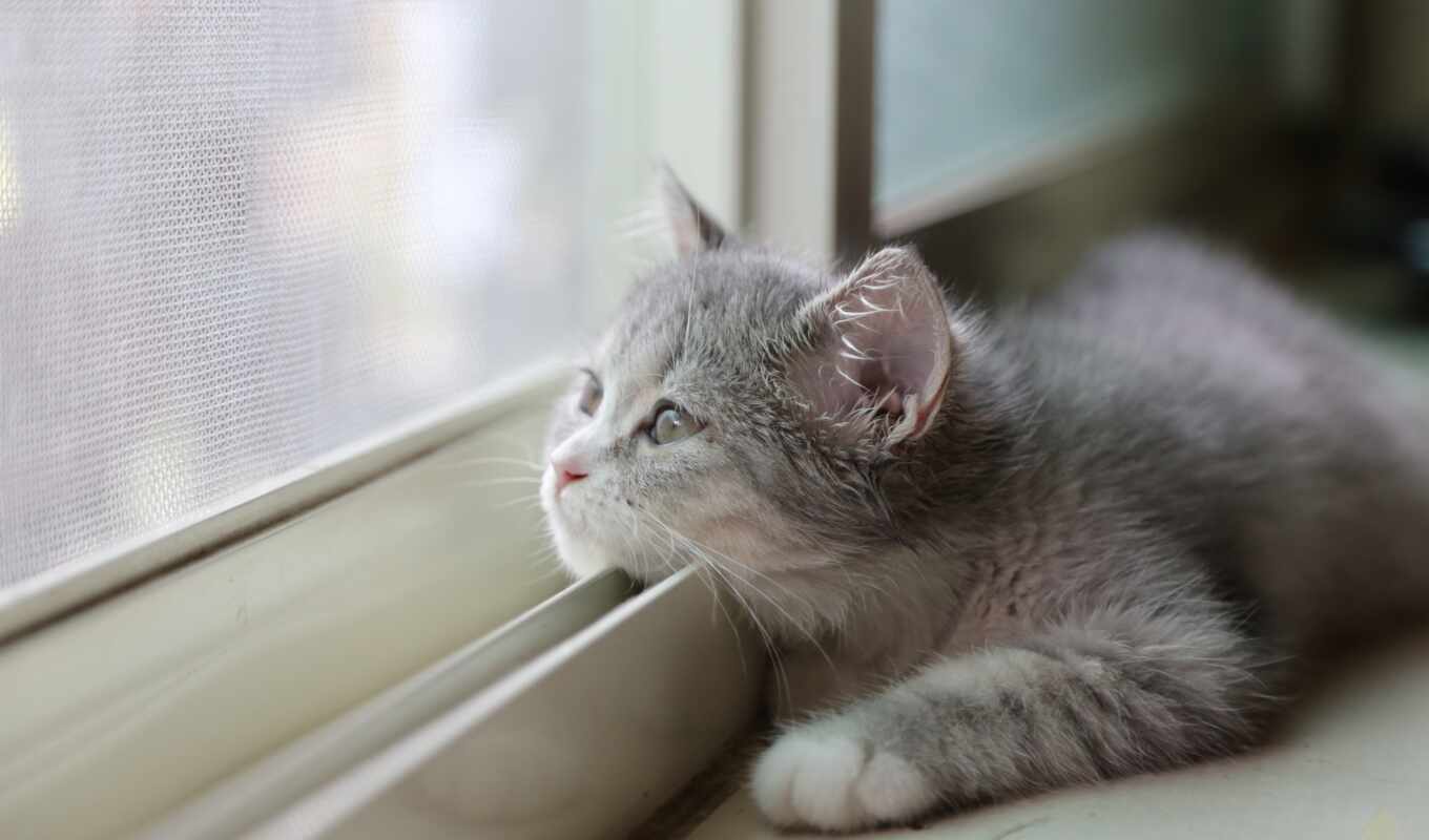 окно, серый, кот, смотрит, кошки, котенок, разных