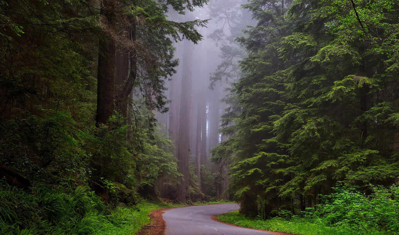 nature, rain, forest, california, park, national, sounds, redwood