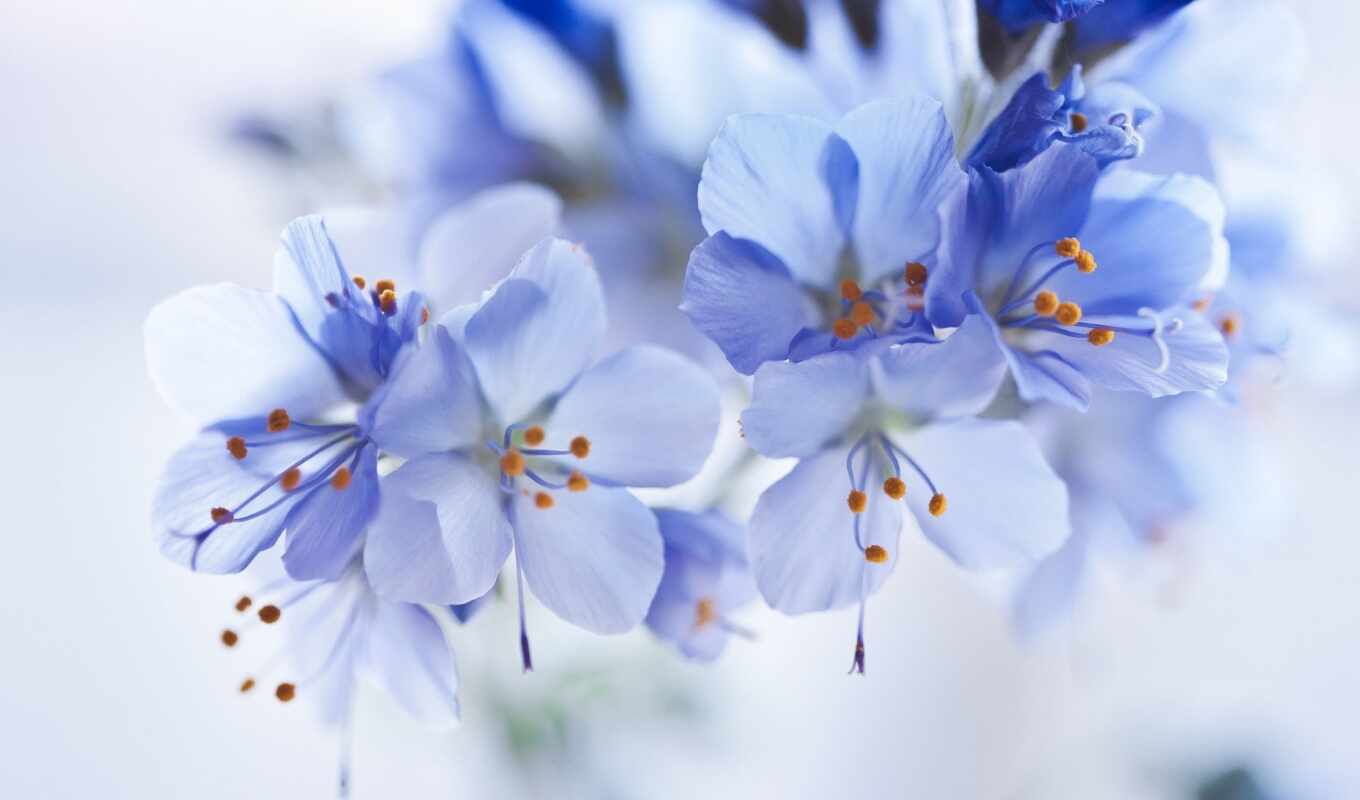 цветы, blue, фотообои, размытость