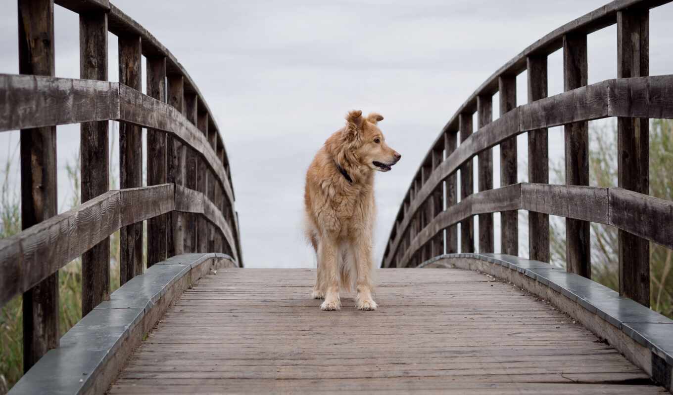 собака, мост