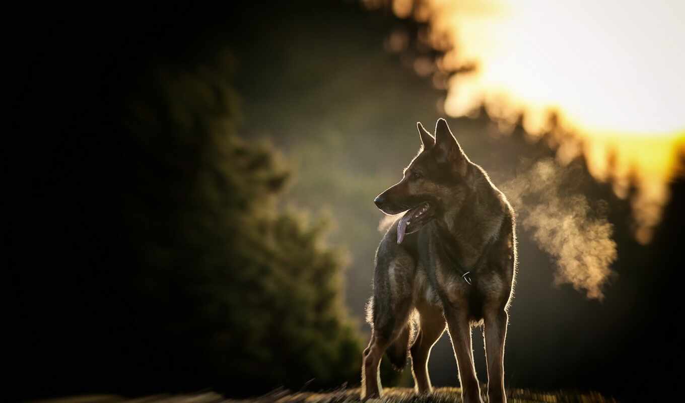 sunset, dog, awesome, german