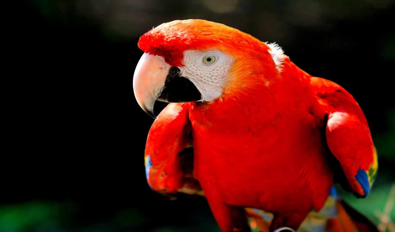 gap, zoo, bird, animal, scarlet, macaw, muenster