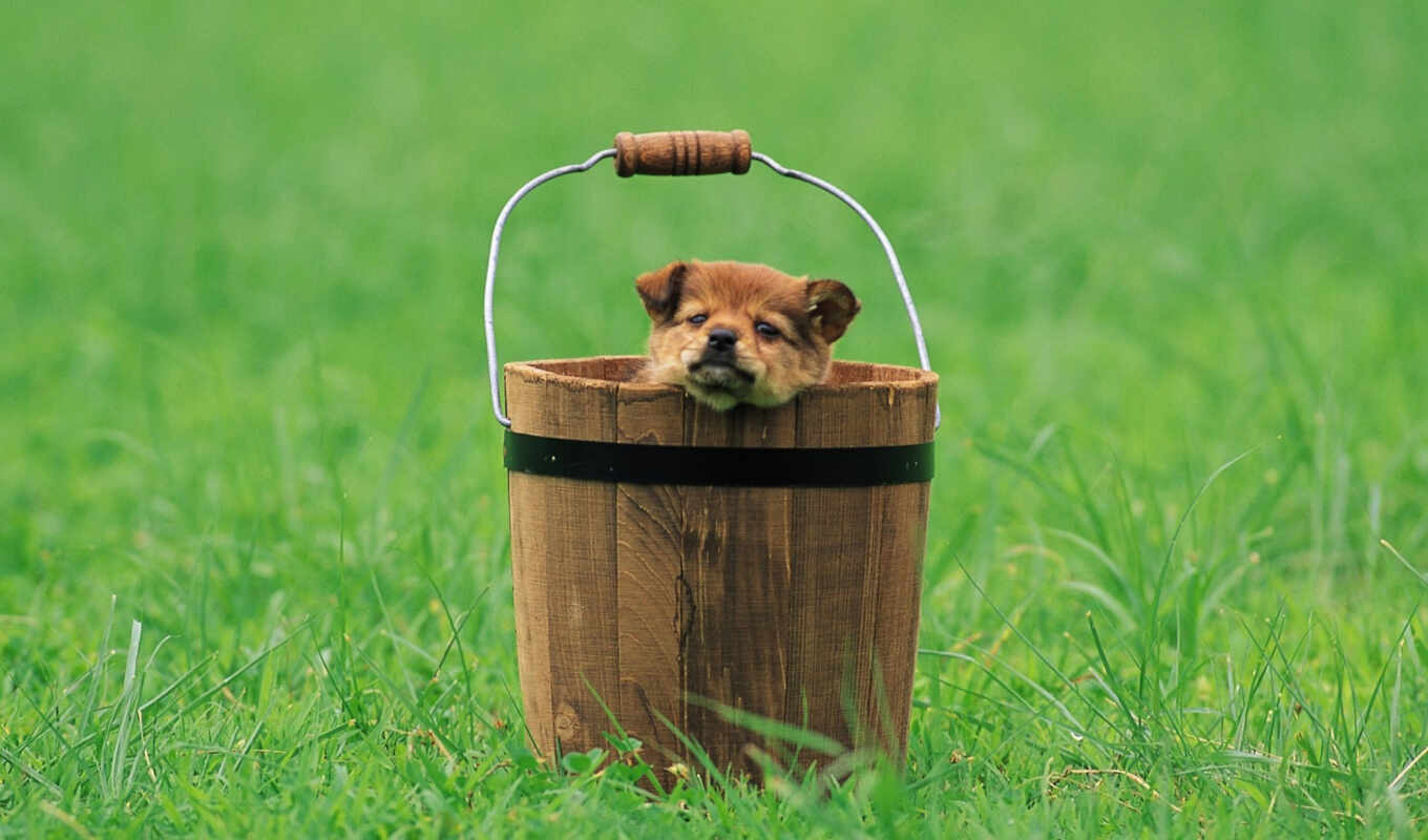 puppy, animal, bucket