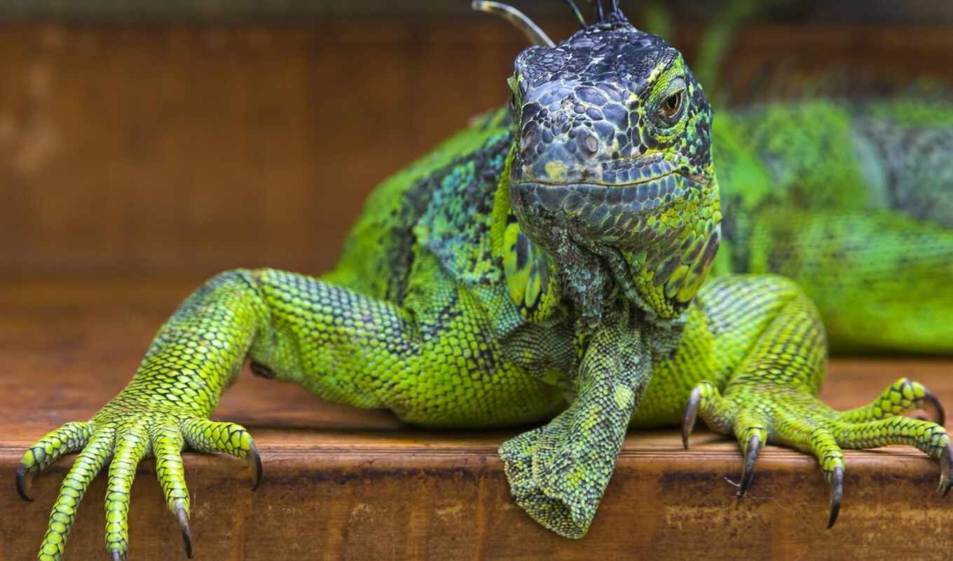 году, iguana, была, описана, шведским, карлом, врачом, обыкновенная, натуралистом, линнеем, научно