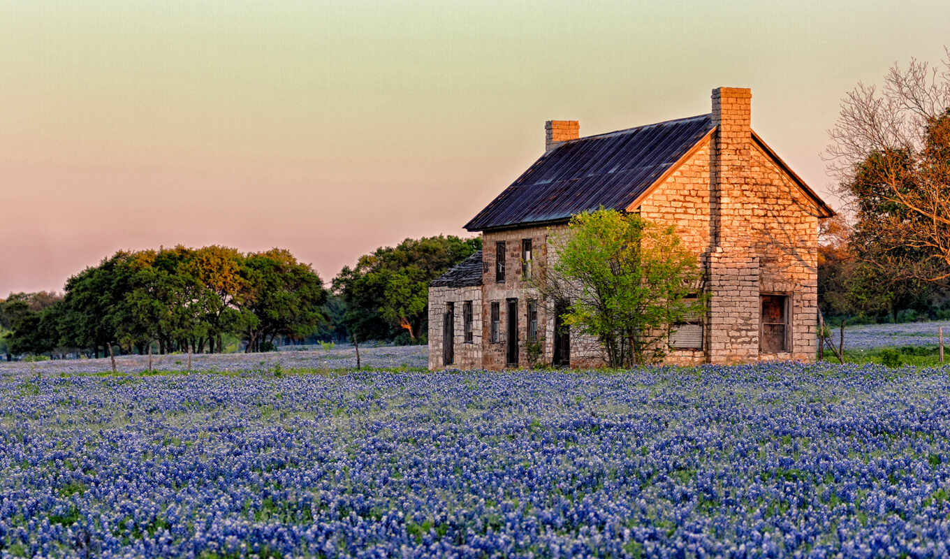 цветы, you, house, home, поле, texas, dallas