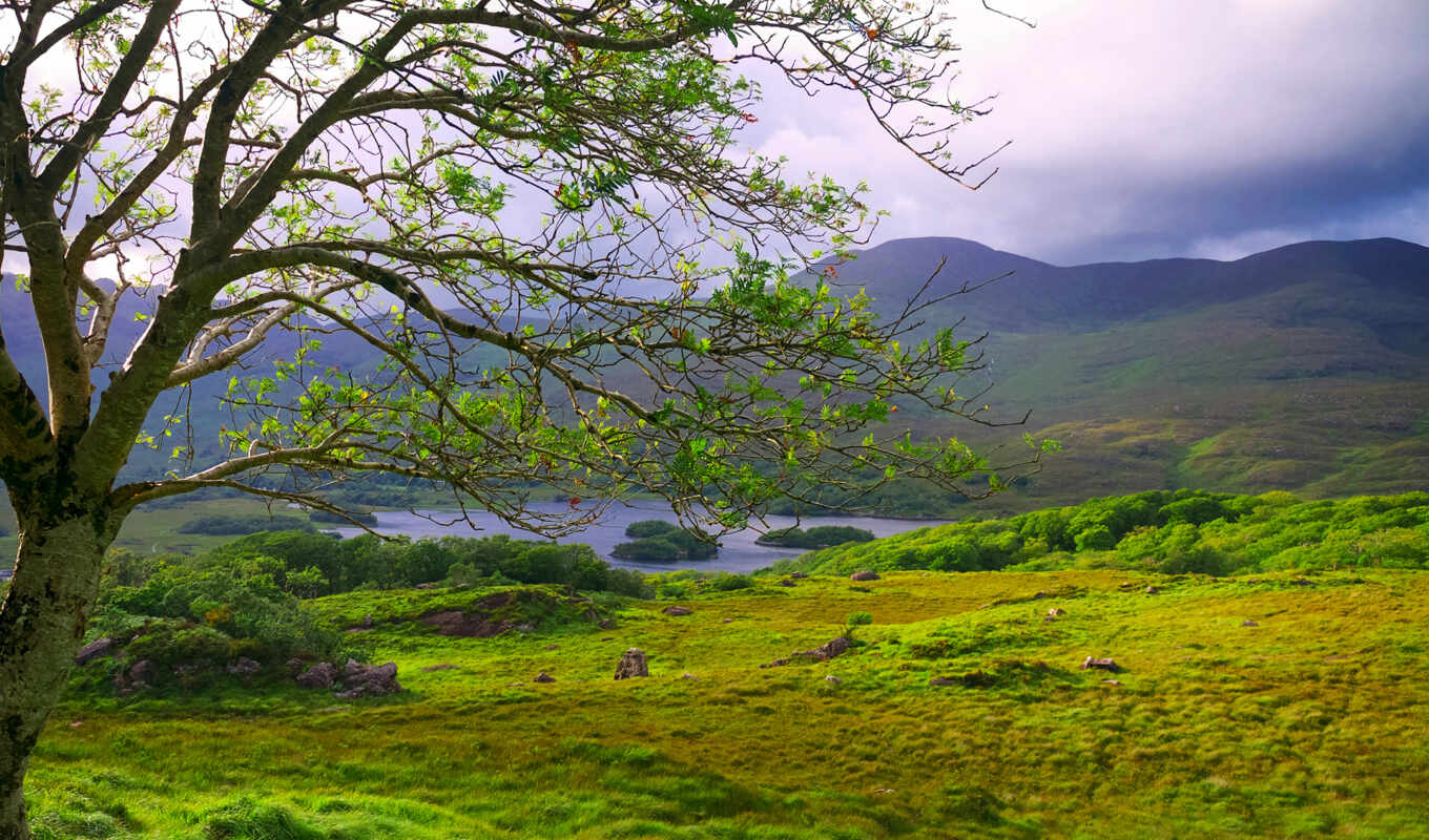 lake, landscapes-, tree, field, landscape, mountains, ireland, killarney, mountains