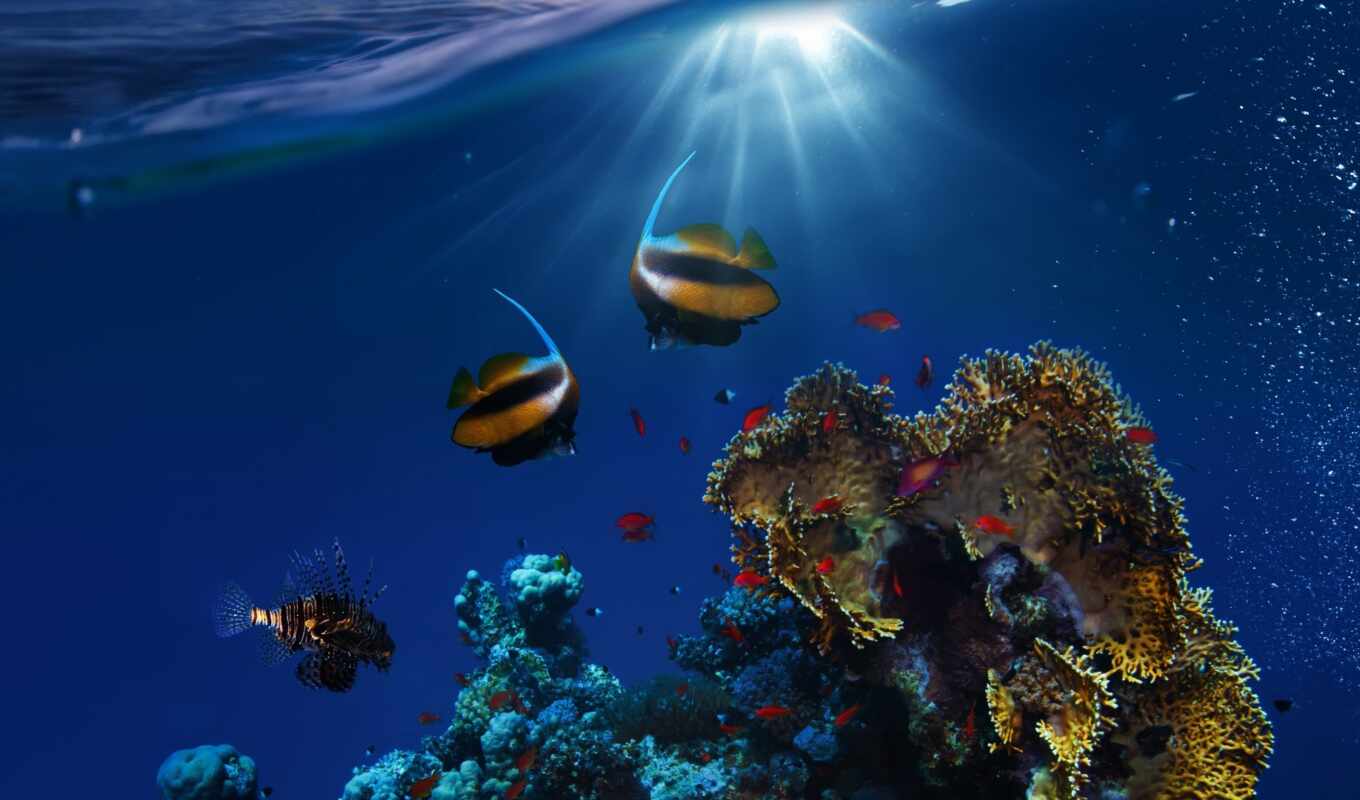 фото, ocean, fish, риф, underwater, coral
