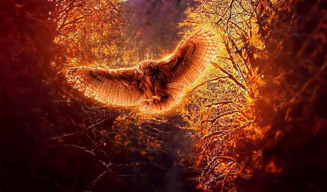 picture, owl, to find, fire, bird, animal, fly, thous, fore