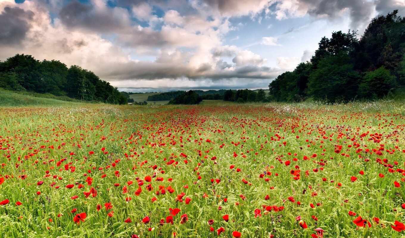 flowers, picture, field, to find, meadow, thous, poppy, pxfuelpage, pavot