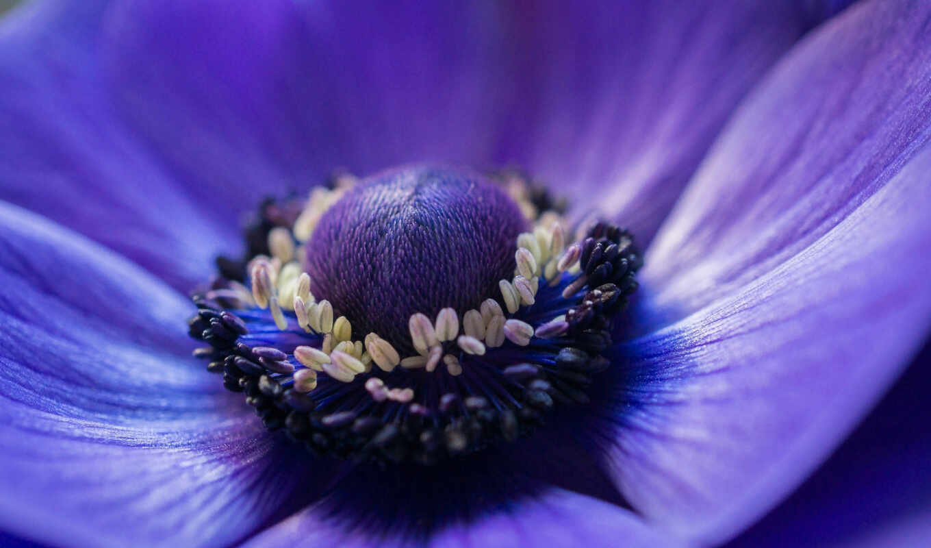 цветы, blue, макро, trick, anemone, лепестки, анемона