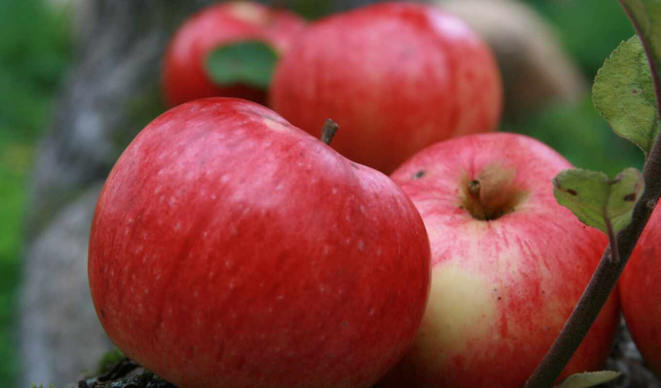 picture, garden, apples, variety, autumn, varieties, apple tree, apple trees, griffel, strip, shreifling