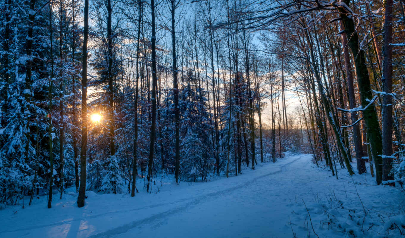 nature, sun, sunset, snow, winter, forest, trees, rays