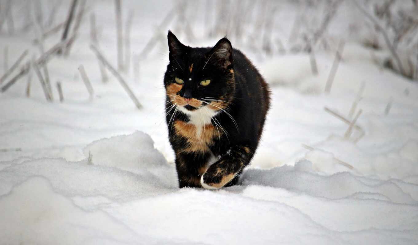 good, dee, snow, cat, of, gatto, narrow, razze