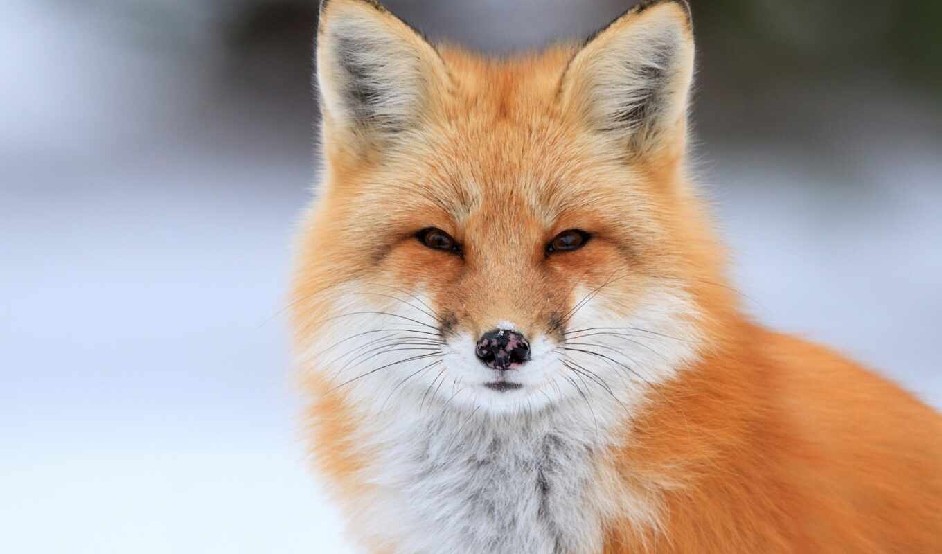 fox