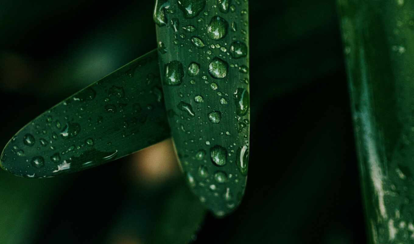 drop, mobile, green, wet