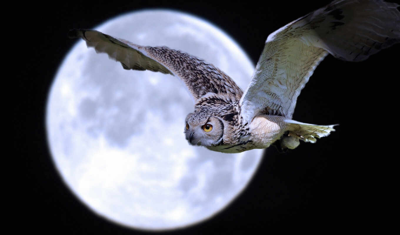 night, moon, owl
