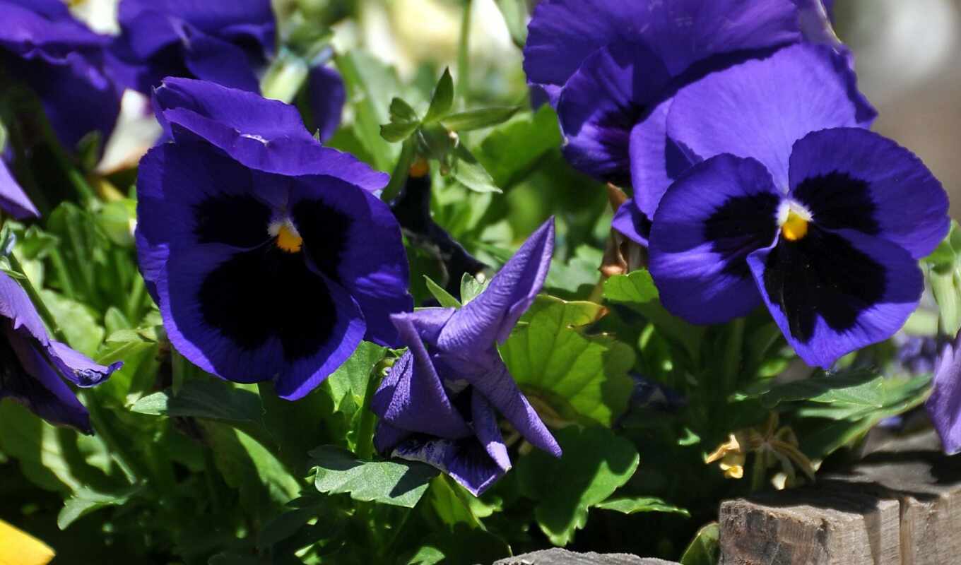 цветы, purple, russian, поляна, reverso, pansy, funart, prooboi, contextpansy, wikipediaviola