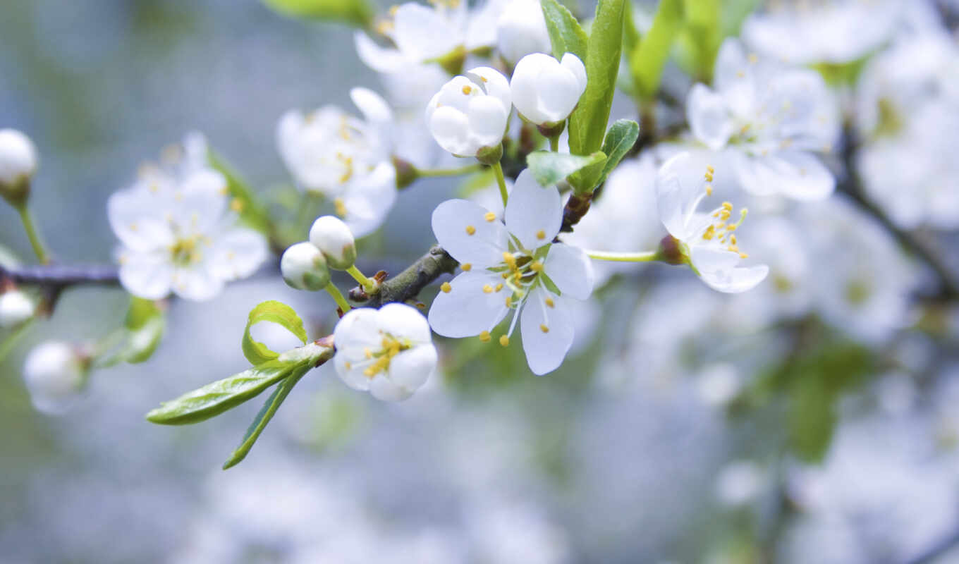 flowers, apple, white, petals, branch, spring, petal, plant