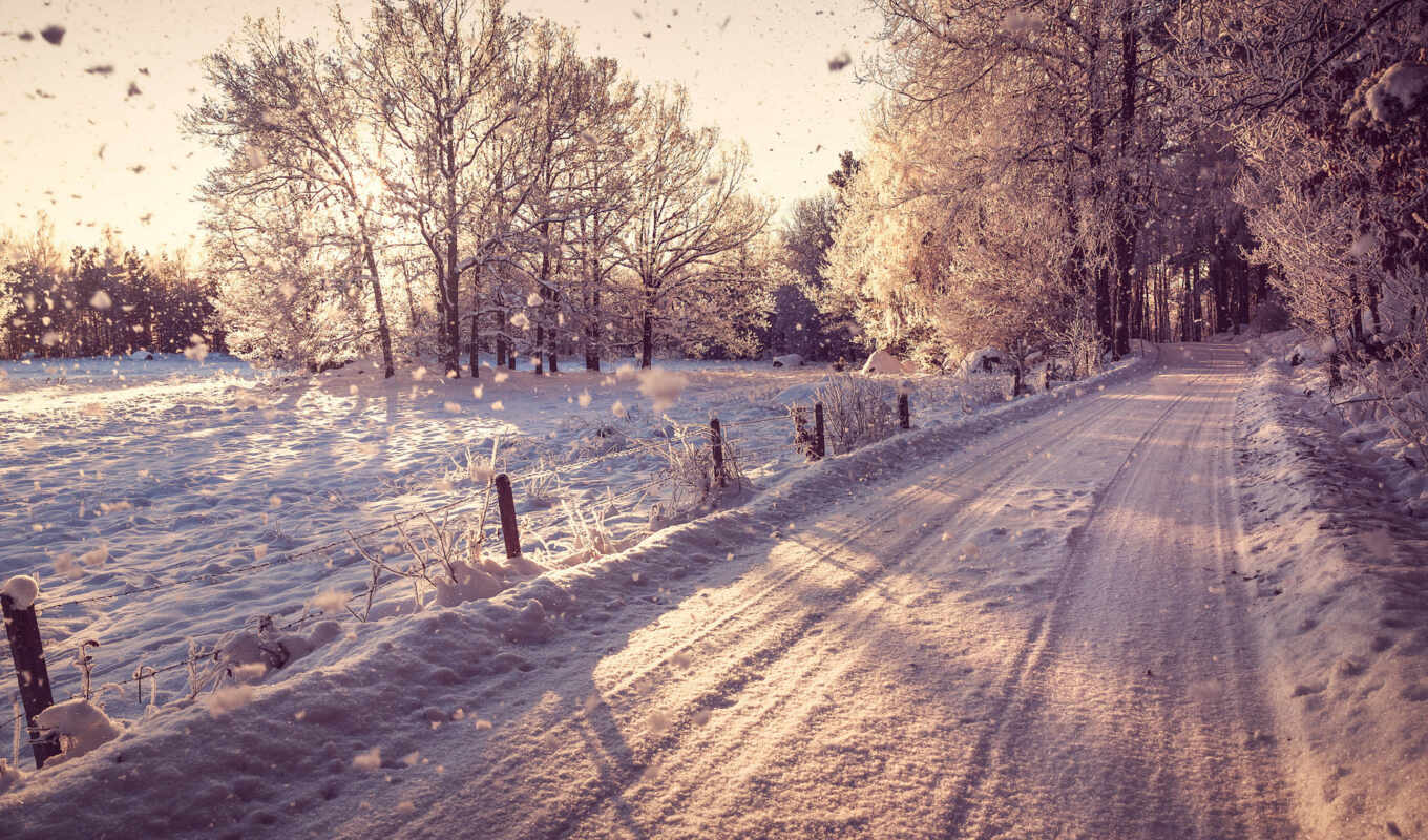 nature, trees, snow, forest, landscape, winter