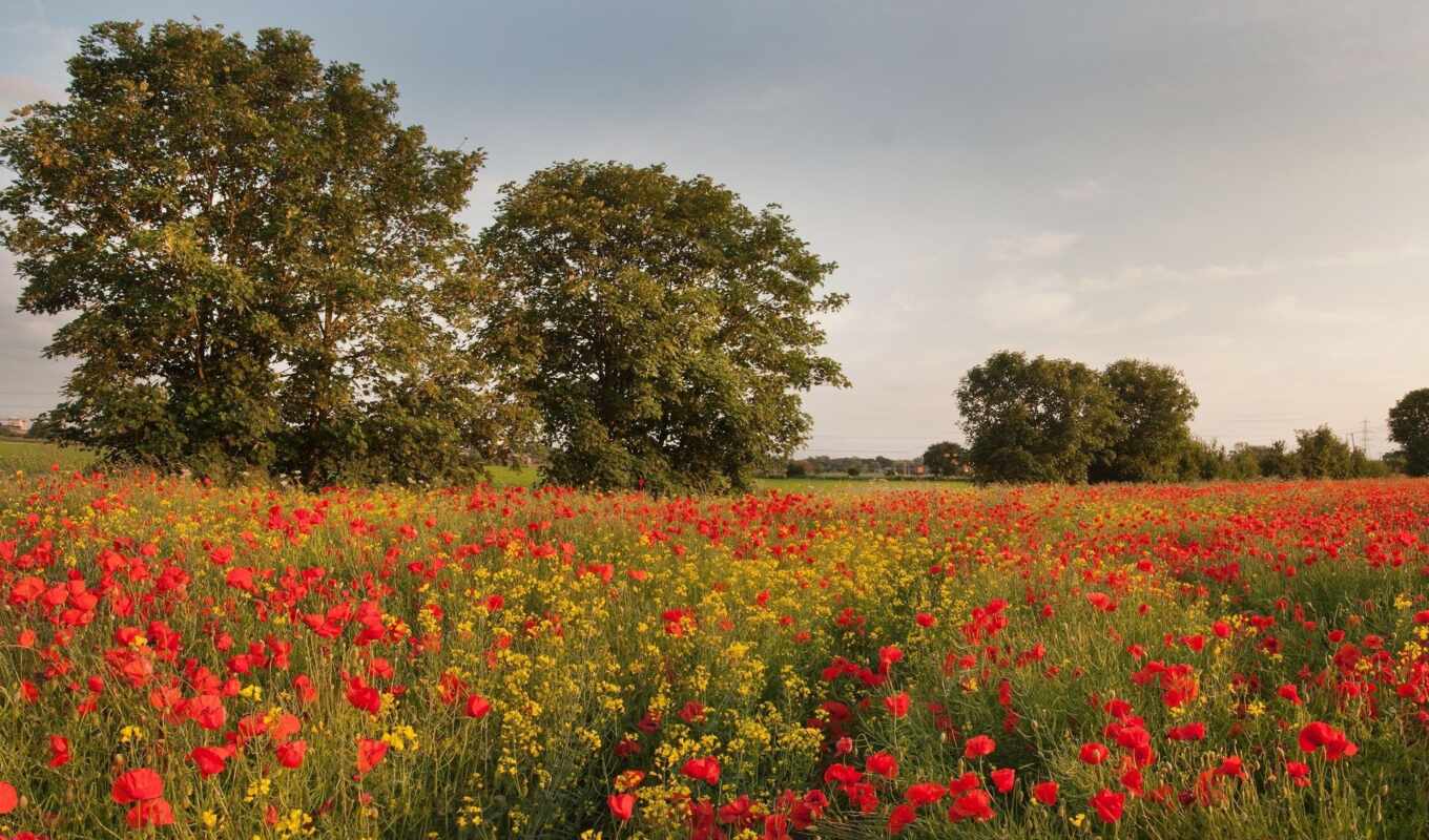 flowers, Red, field, field, yellow, trees, cvety, poppies