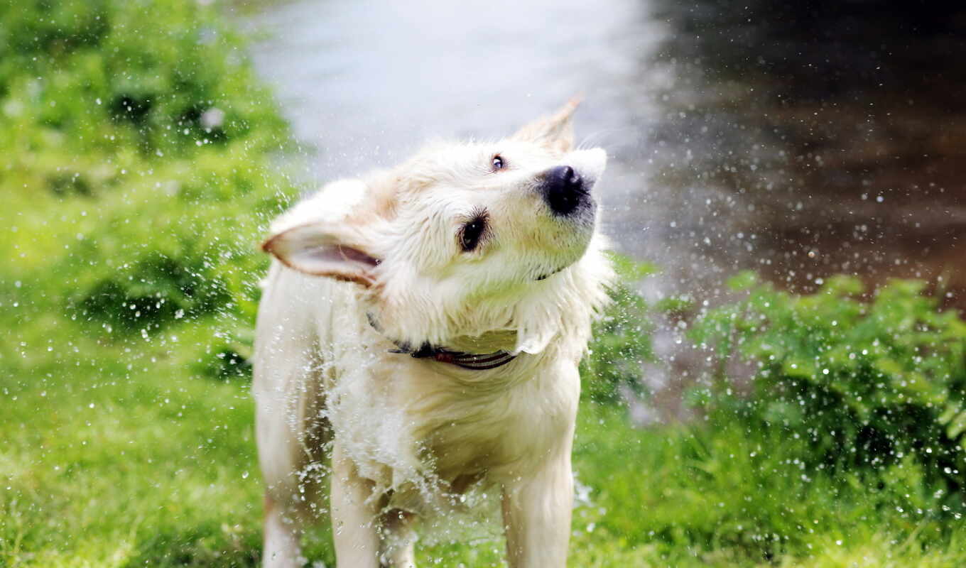 дождь, water, собака, dogs, брызги, zhivotnye