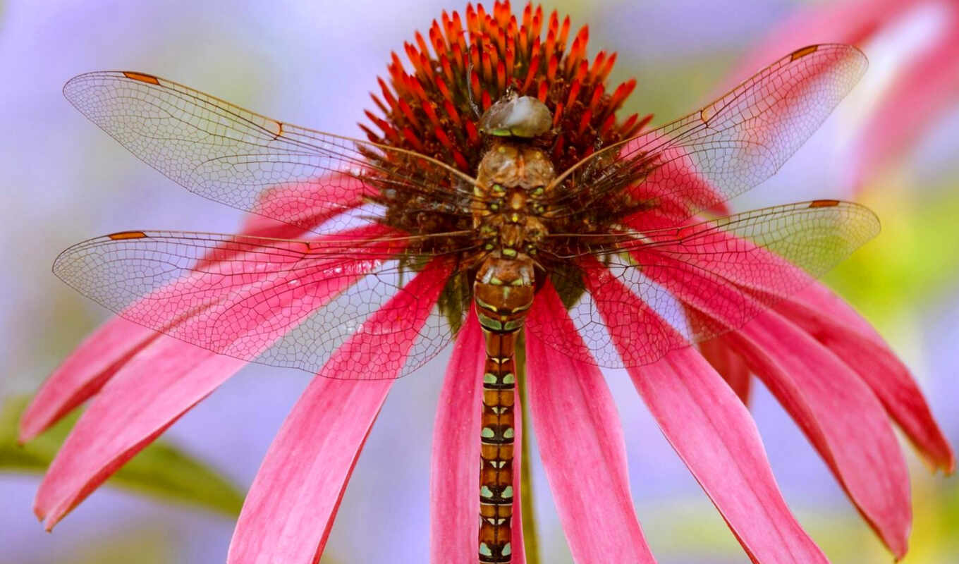 desktop, free, background, images, animal, dragonfly, dragonflies