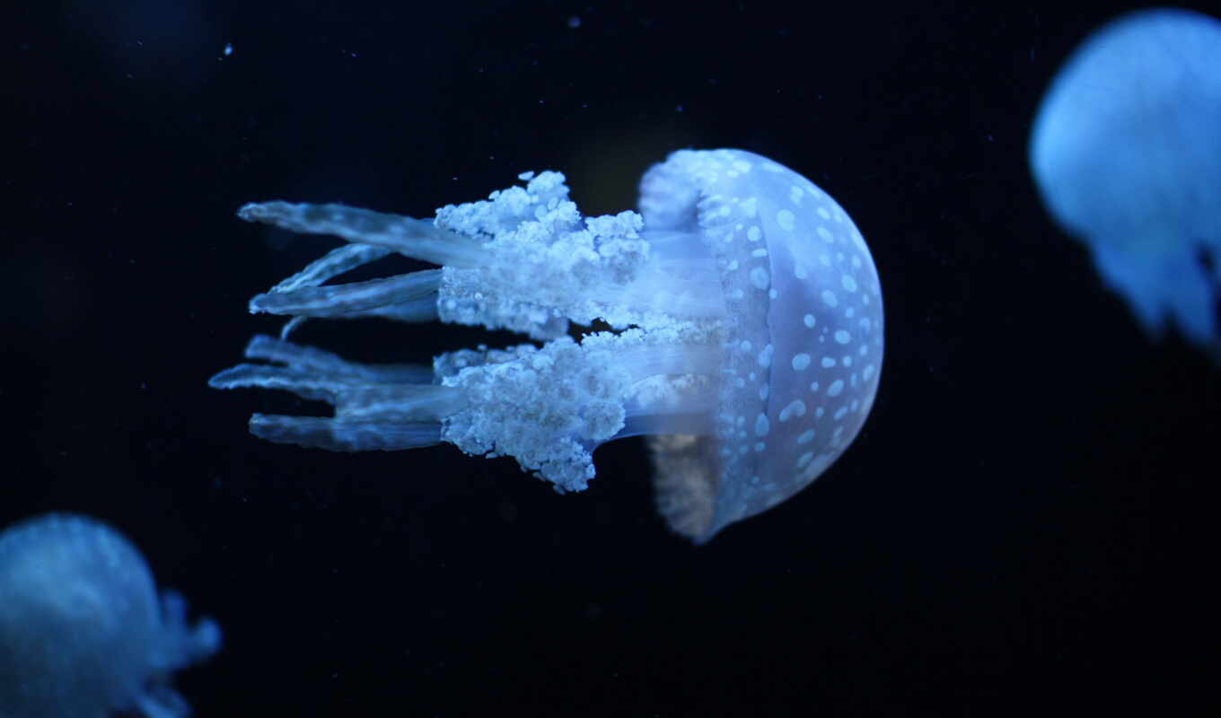 water, море, world, ocean, jellyfish, ультрафиолет, underwater
